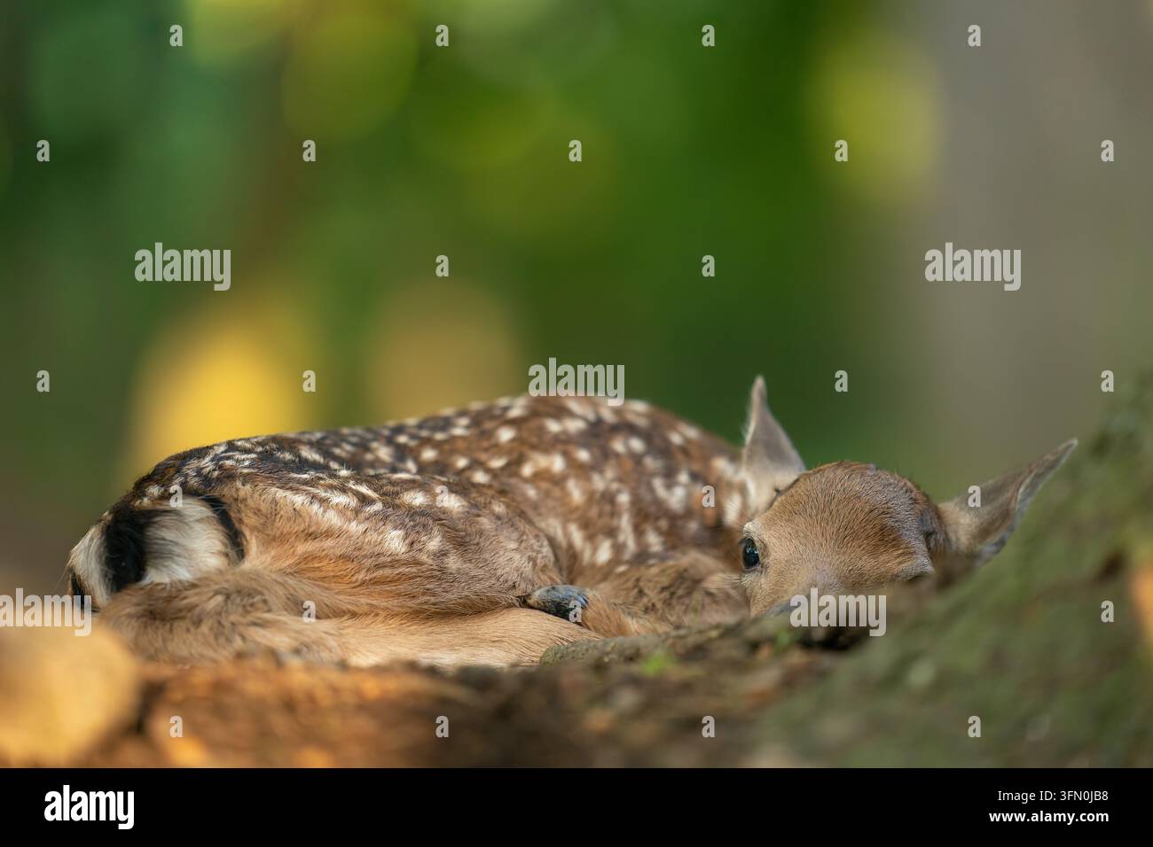 Rehkitze ruht in Waldhabitat Stockfoto