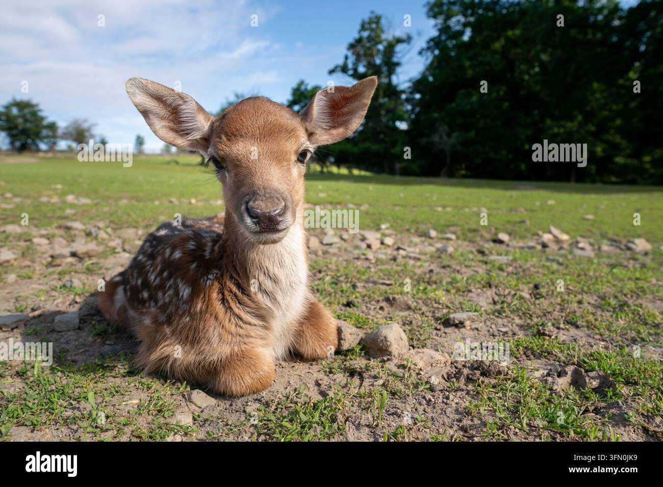 Europäisches Dama-Hirschjunges ruht auf einer Wiese Stockfoto