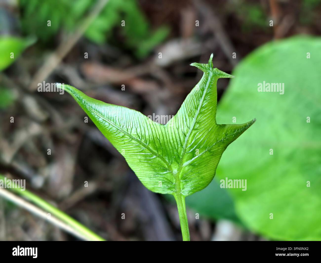 Ein fesselndes Makrofoto mit einem einzigartig geformten, leuchtend grünen jungen Blatt, das einer Dreizack- oder Schmetterlingssilhouette ähnelt Stockfoto