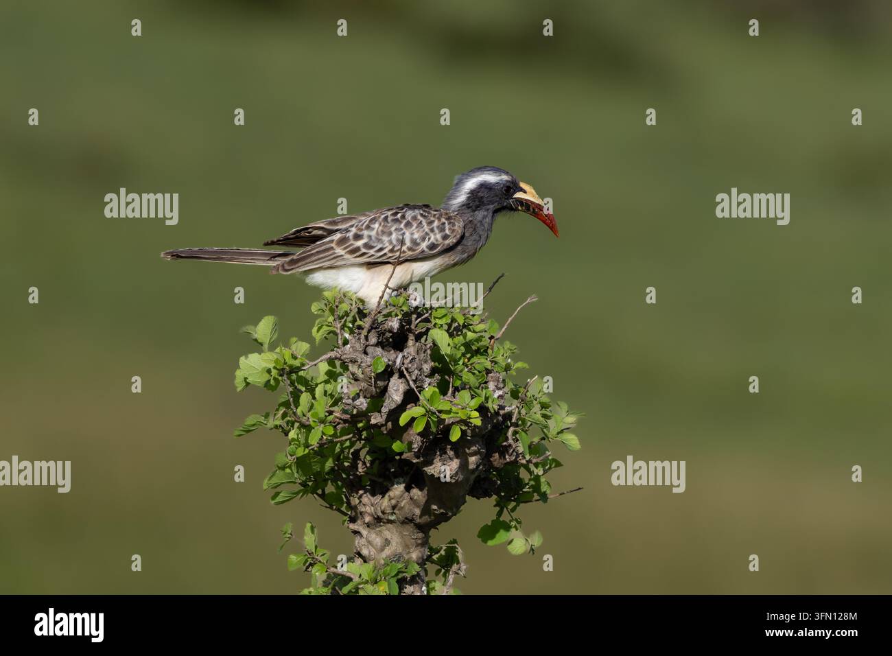 Ein afrikanischer Graupapagei sitzt im Seitenprofil auf der Spitze eines belaubten Baumes, sein markantes Schnabel, blass an der Basis mit einer rötlichen Spitze, deutlich sichtbar. Der lange Schwanz des Vogels erstreckt sich über den weichen grünen Hintergrund. Stockfoto