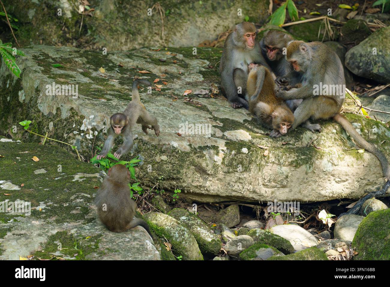 Formosaner Felsenmakak-Truppe mit verspieltem Jungtier, das über Felsen springt Stockfoto