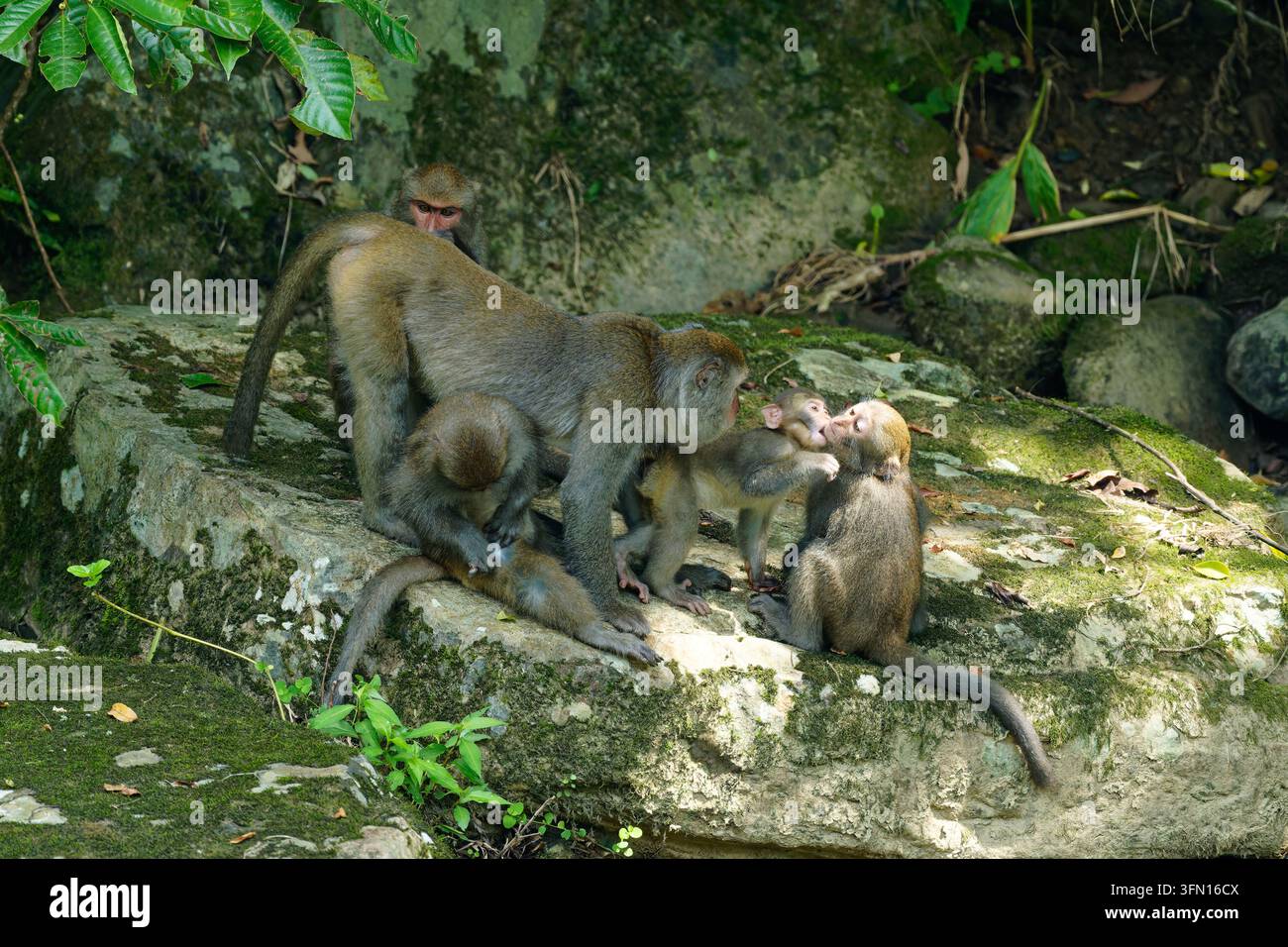 Wilde Makaken putzen und spielen zusammen in ihrem natürlichen Lebensraum Stockfoto