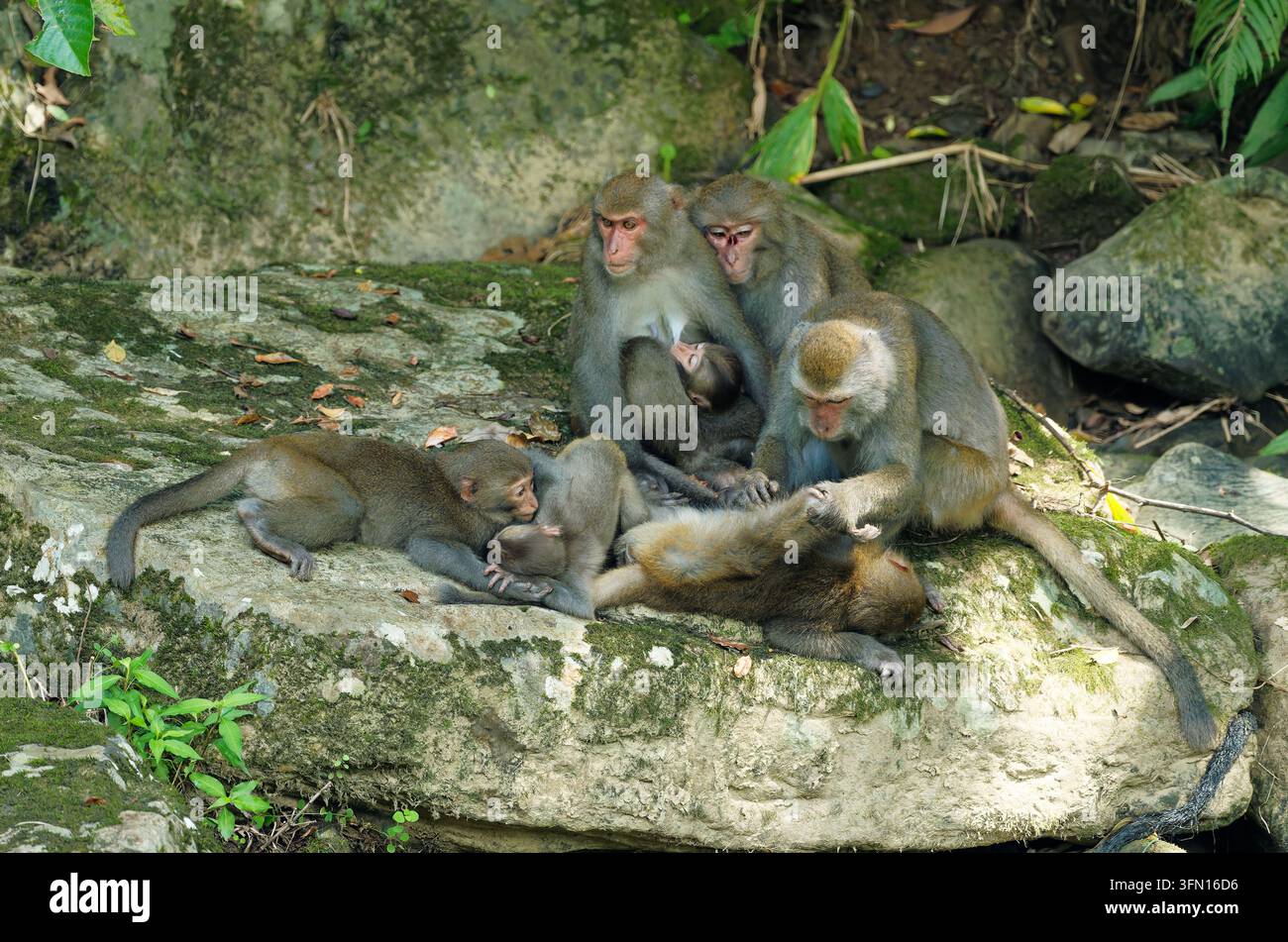 Wildmakaken pflegen ihr Baby und putzen sich gegenseitig im natürlichen Lebensraum Stockfoto