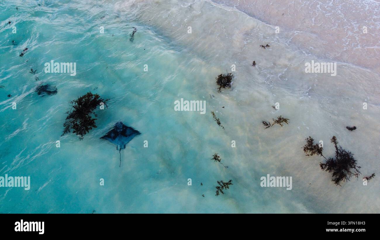Stachelrochen schwimmt in klarem Ozeanwasser der Hamelin-Bucht Stockfoto