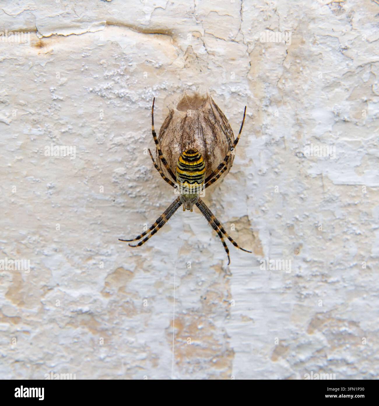 Wolfsspinner auf ihrem Eiersack, der an einer Wand befestigt ist. Makroaufnahme einer Radnetzspinne, die ihren Nachkommen schützt. Natur, Wildtiere und Biologie-Konz Stockfoto