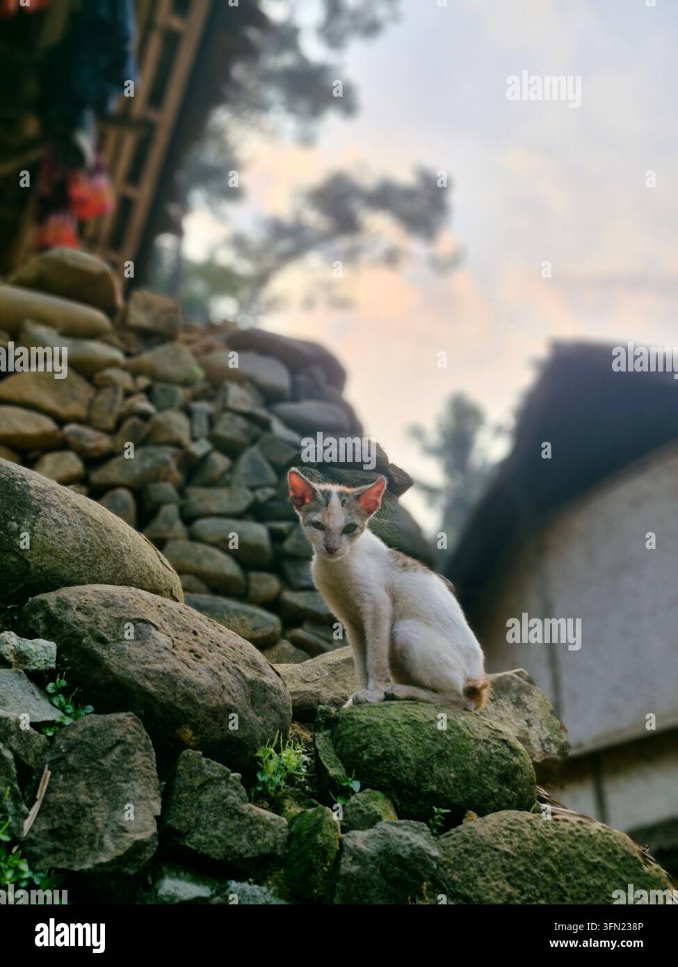 Ein junges Hauskätzchen, das draußen in einem traditionellen Baduy-Dorf in Lebak, Banten, Indonesien sitzt. - Smartphone-aufgenommenes Stockfoto