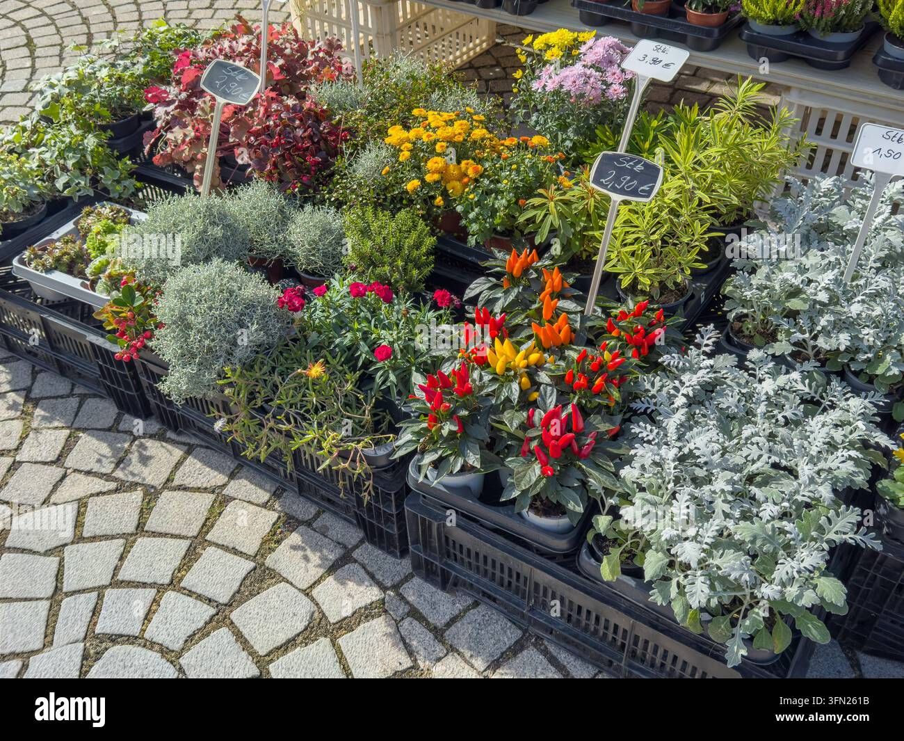 Farbenfrohe Pflanzen und blühende Pflanzen, die zum Herbstpflanzung im Blumenladen ausgestellt sind. Eine Vielzahl von saisonalem Laub, Blumen und Topfpflanzen schafft Stockfoto