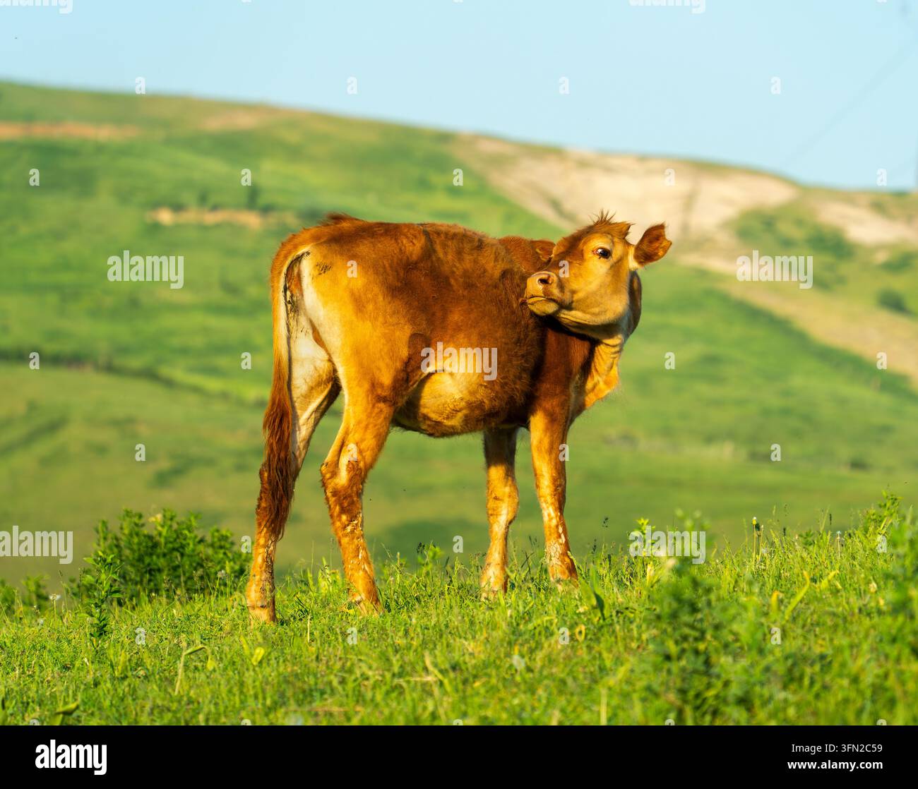 Kalb leckt sich selbst, goldene Stunde, Akhangaran, Usbekistan Stockfoto