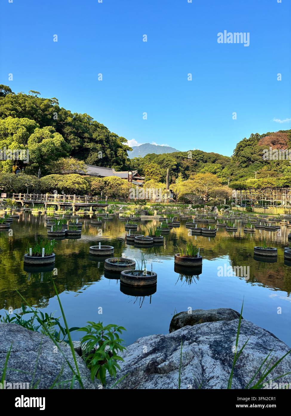 Wasserpflanzen, die in schwimmenden Pflanzgefäßen in einem traditionellen japanischen Garten wachsen. Stockfoto