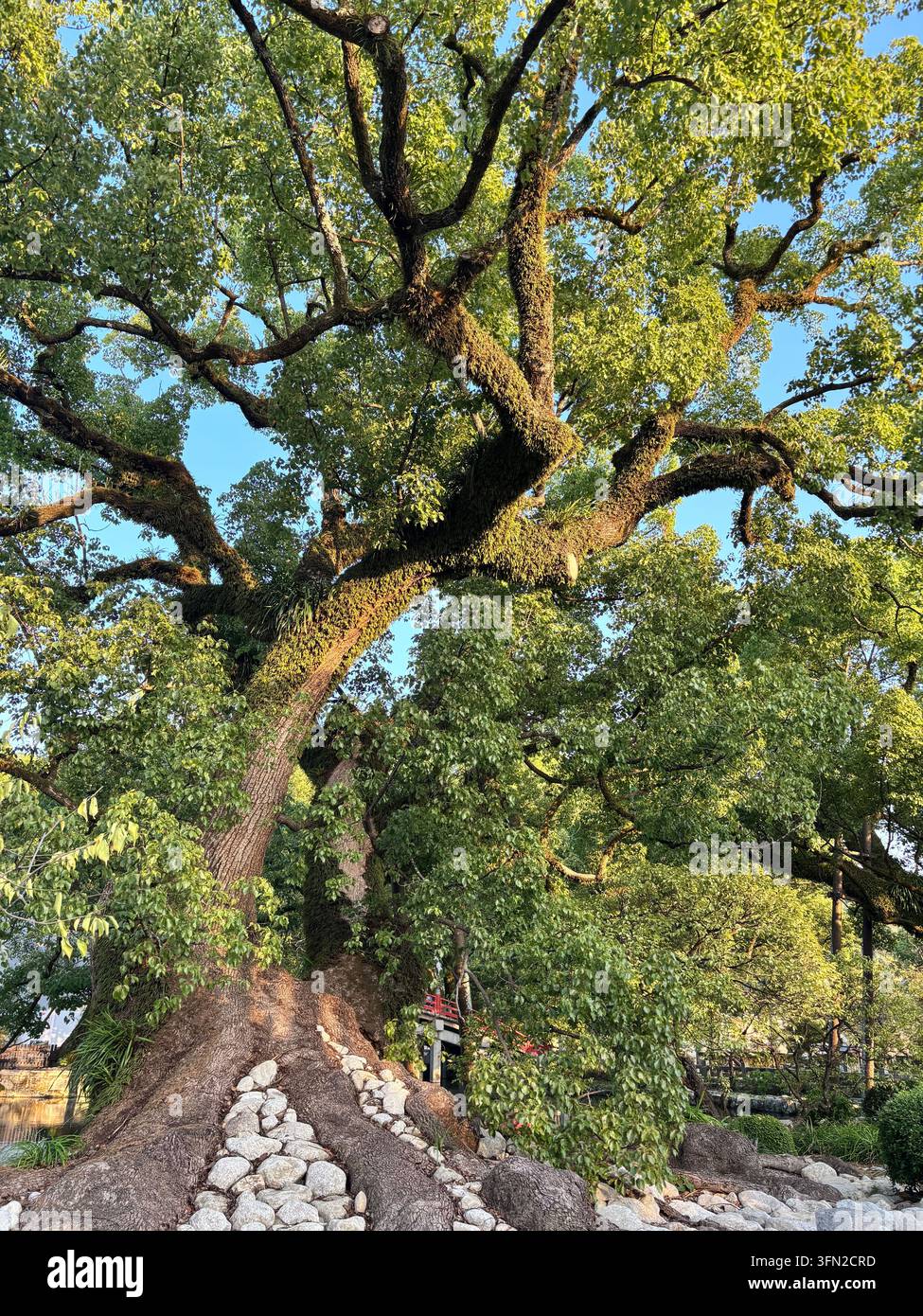 Großer moosbewachsener Baum in einem traditionellen japanischen Garten. - Smartphone-aufgenommenes Stockfoto
