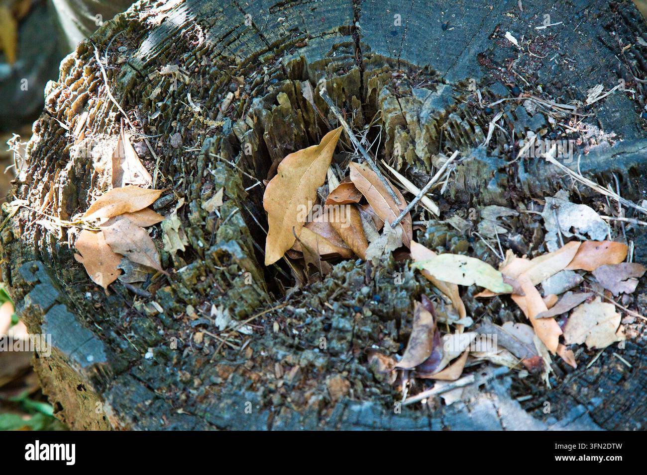 Nahaufnahme eines verwitterten Baumstumpfs mit hohlem Zentrum, rauem rissigem Holz, trockenen Herbstblättern, Rindenstruktur, Waldbodenresten, natürlichem Verfall, organisch Stockfoto