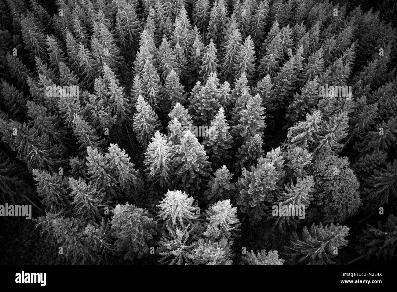 Dramatische Schwarz-Weiß-Luftperspektive über dichte Nadelbaumkronen in der Nähe von Bad Wildbad im nördlichen Schwarzwald, Deutschland. Stockfoto