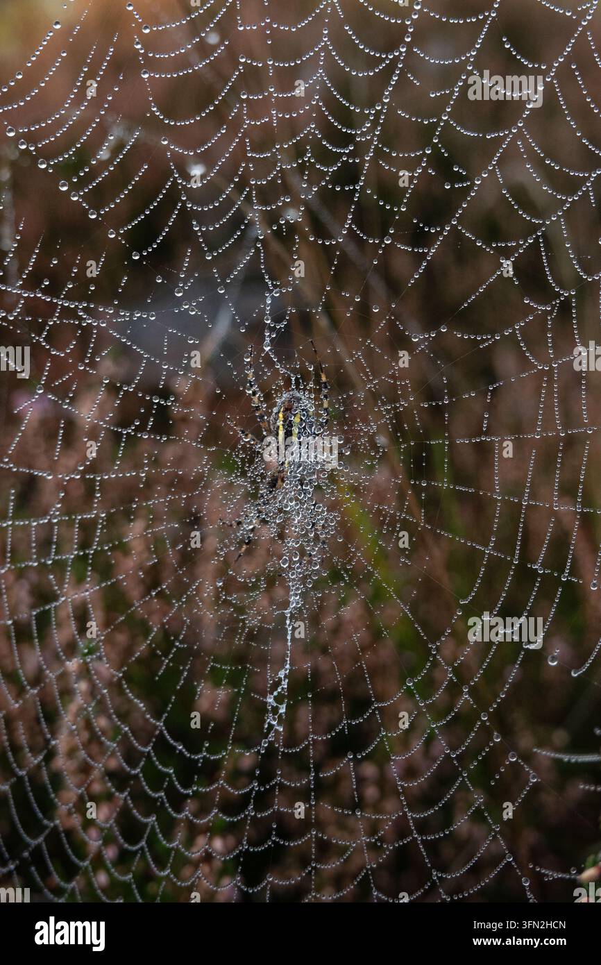 Wolfsspinner in einem Netz voller Tautropfen Stockfoto