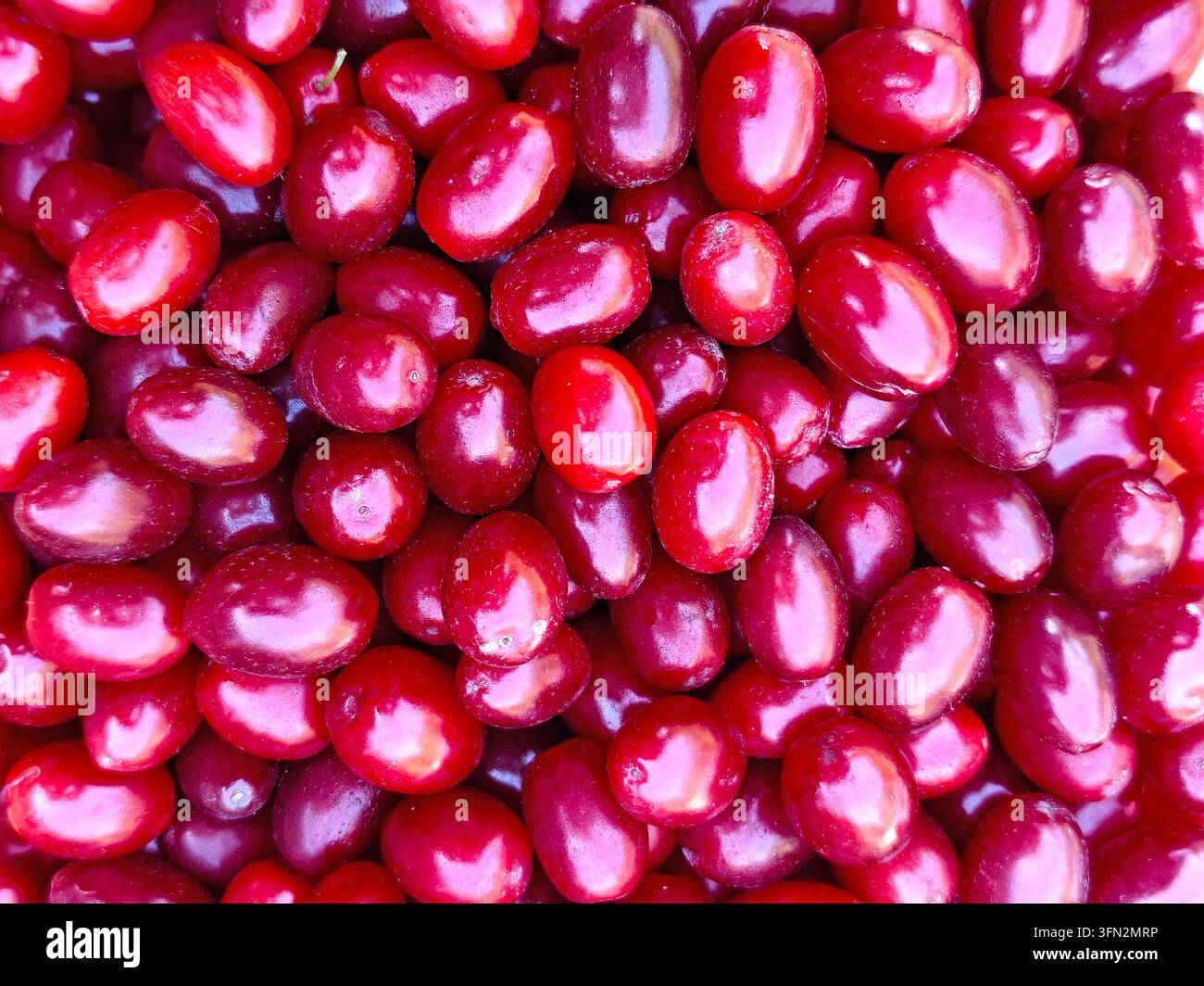 Nahaufnahme von frischen roten Kornelkirsch, die das Bild ausfüllen und eine helle natürliche Fruchttextur und einen Hintergrund erzeugen. Stockfoto