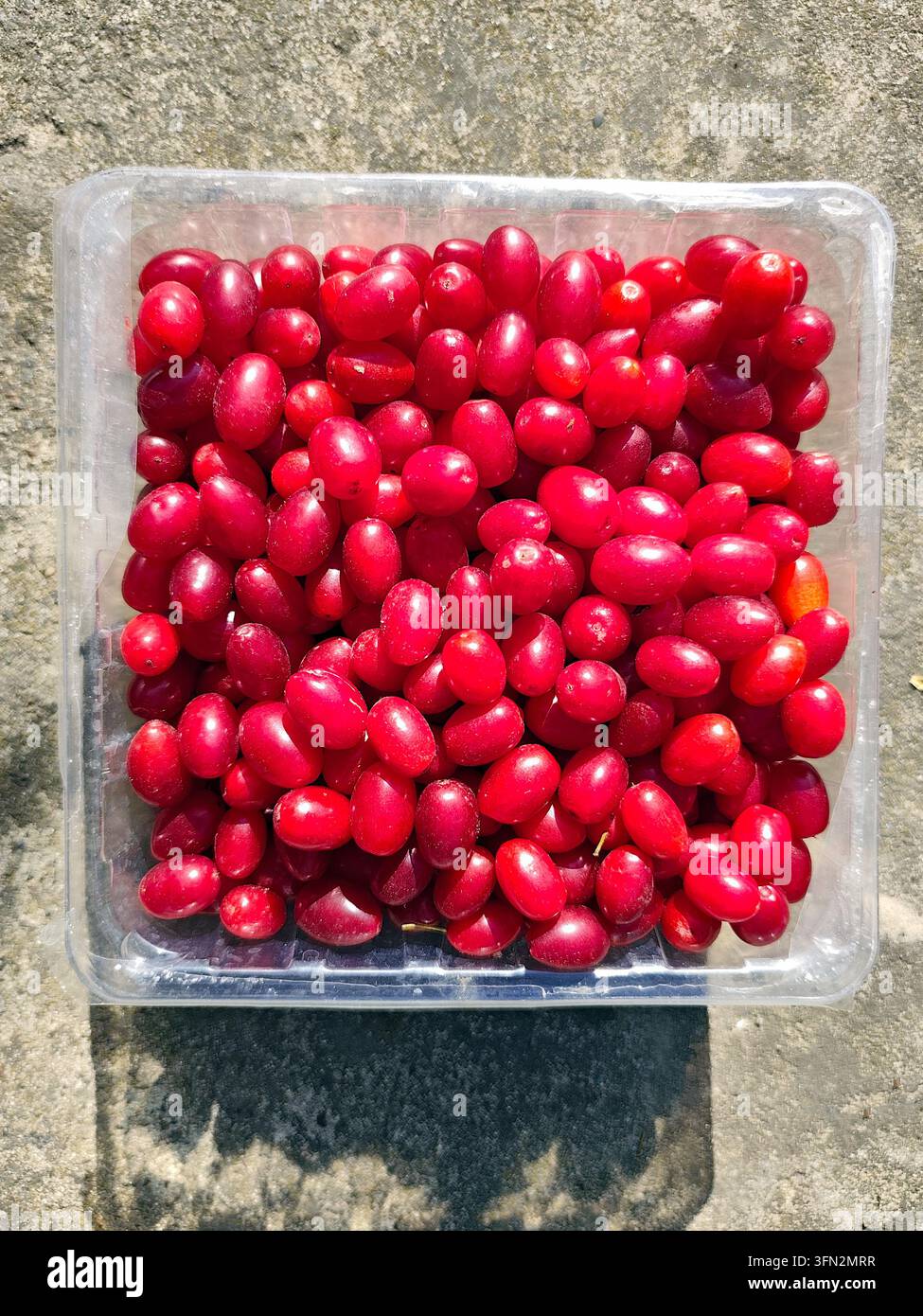 Nahaufnahme von frischen roten Kornelkirsch, die das Bild ausfüllen und eine helle natürliche Fruchttextur und einen Hintergrund erzeugen. Stockfoto