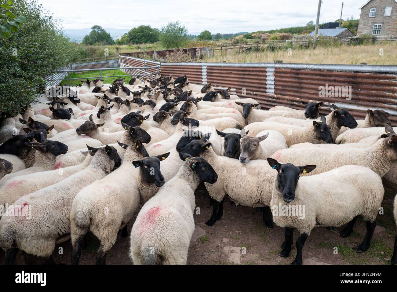 Viele Hausschafe mit markanten dunklen Gesichtern und weißer Wolle stehen eng aneinandergedrängt innerhalb eines Wellblechzauns auf einem landwirtschaftlichen Viehhof. Stockfoto