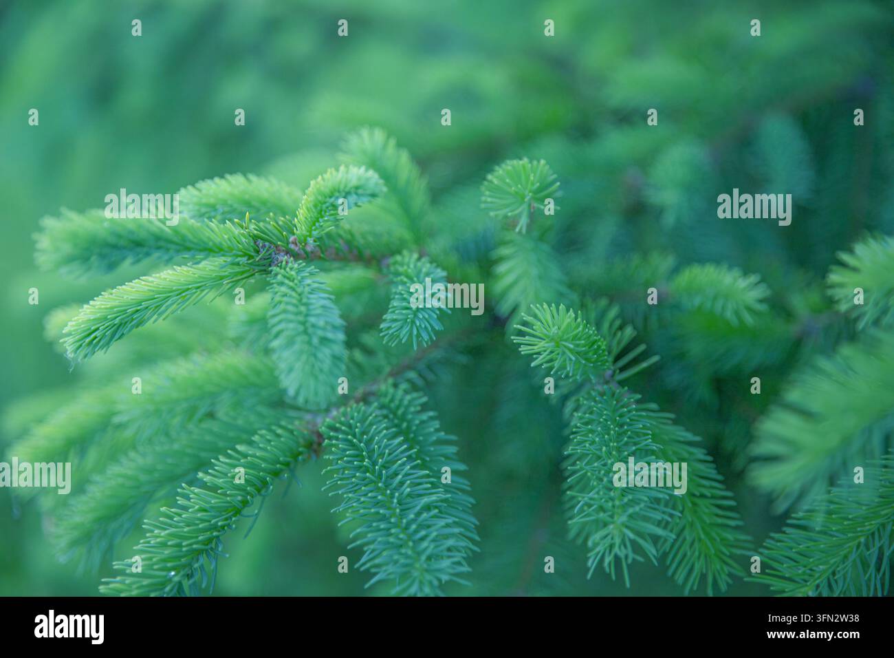 Frische grüne Fichtenzweige und Nadeln, die an immergrünen Baumzweigen wachsen Stockfoto