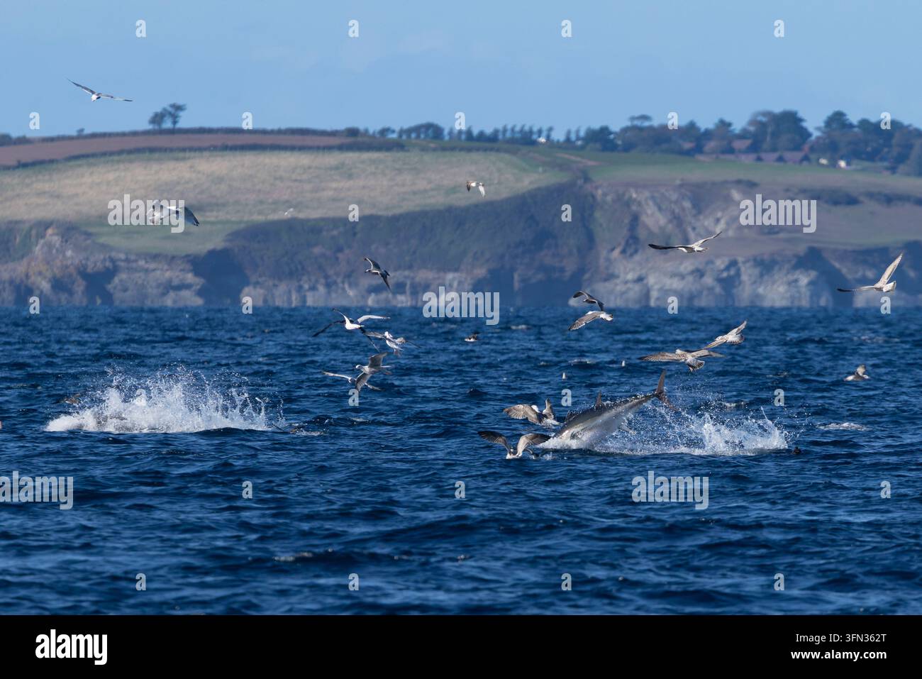 Roter Thunfisch Thunnus thynnus, erwachsener Sprung während des Fressrausches, Falmouth Bay, Falmouth, Cornwall, UK, September Stockfoto