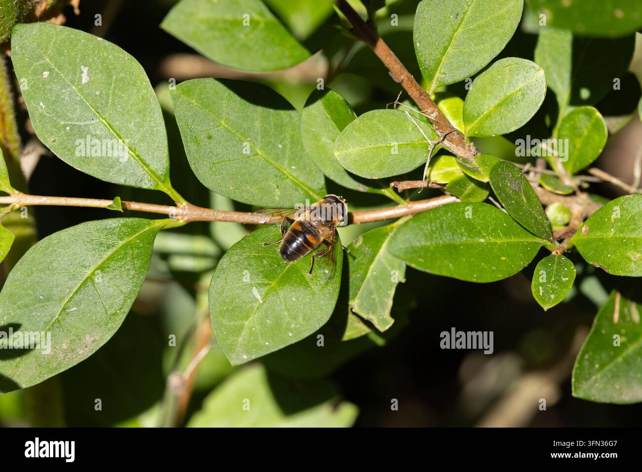 Gängige Schwebfliege Eristalis tenax, Adult im Sonnenschein badend, Lizard Point, Cornwall, UK, September Stockfoto