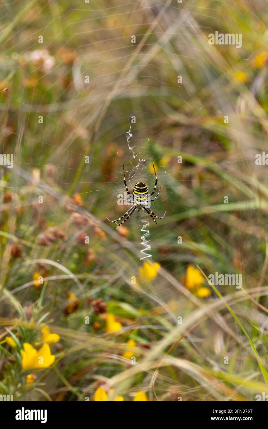 Wespenspinne Argiope bruennichi, erwachsene Frau in ihrem Netz, Windmill Farm, Cornwall, UK, September Stockfoto