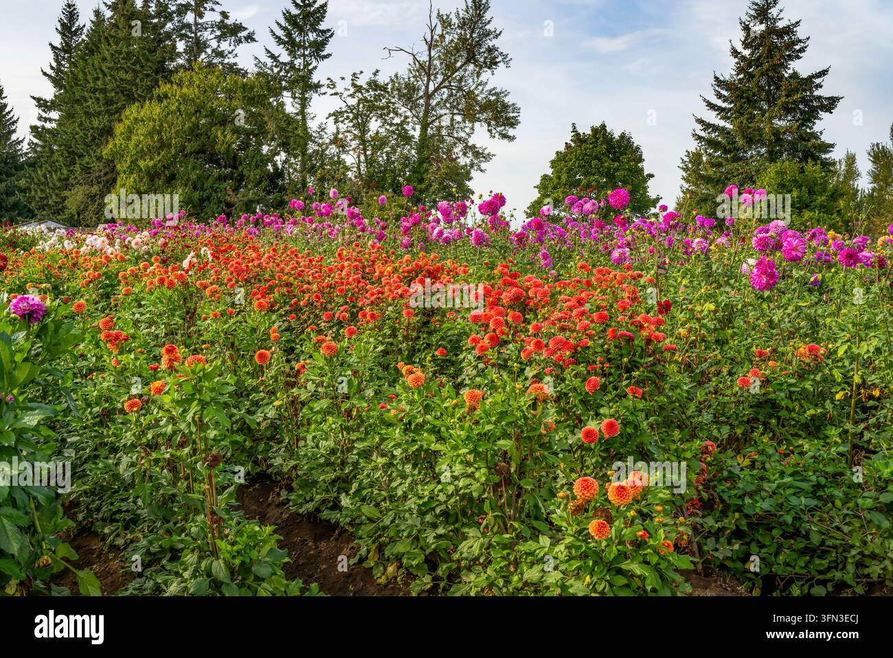 Erkunde farbenfrohe Dahlienblüten auf der Swan Island Dahlia Farm in Oregon. Stockfoto