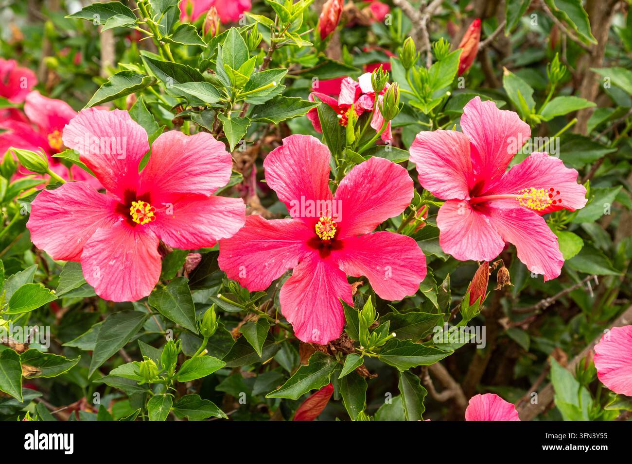 Nahaufnahme einer rosa Hibiskusblüte, Whanganui, Neuseeland Stockfoto