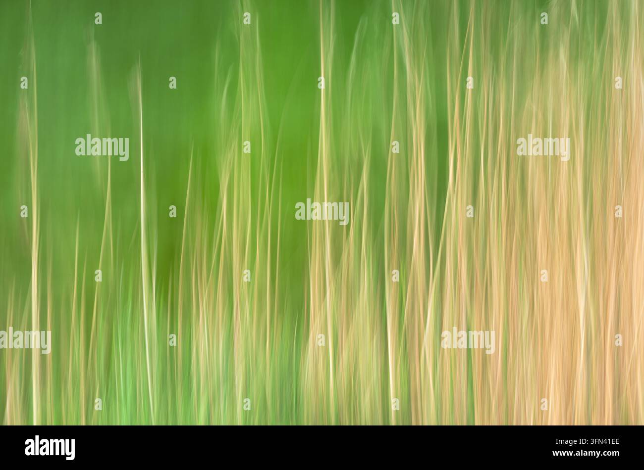Ein Abstrakt von Schilf, West Sussex, England Stockfoto