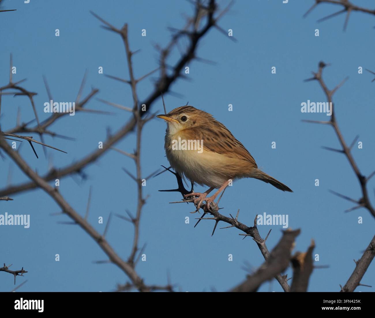 Botswana hat 13 Arten von Cisticola, von denen die Zitting eine ist. Stockfoto