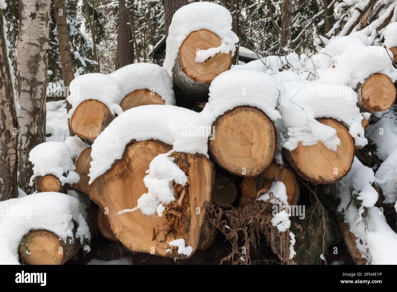 Schneebedeckter Holzstapel in Helsinki, Finnland. Stockfoto