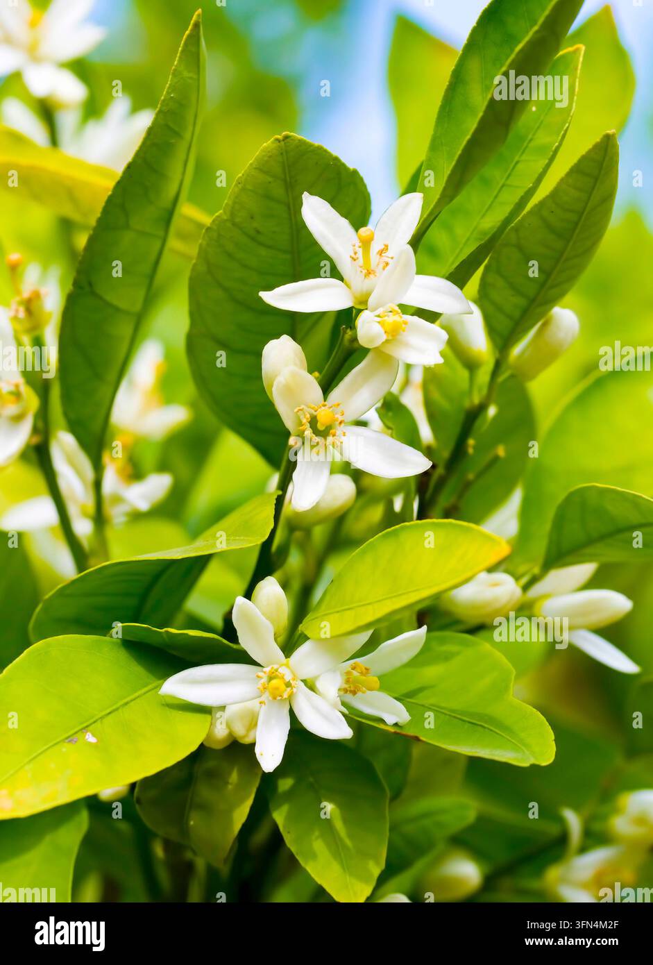 Reife Orangen hängen an einem blühenden Orangenbaum Stockfoto