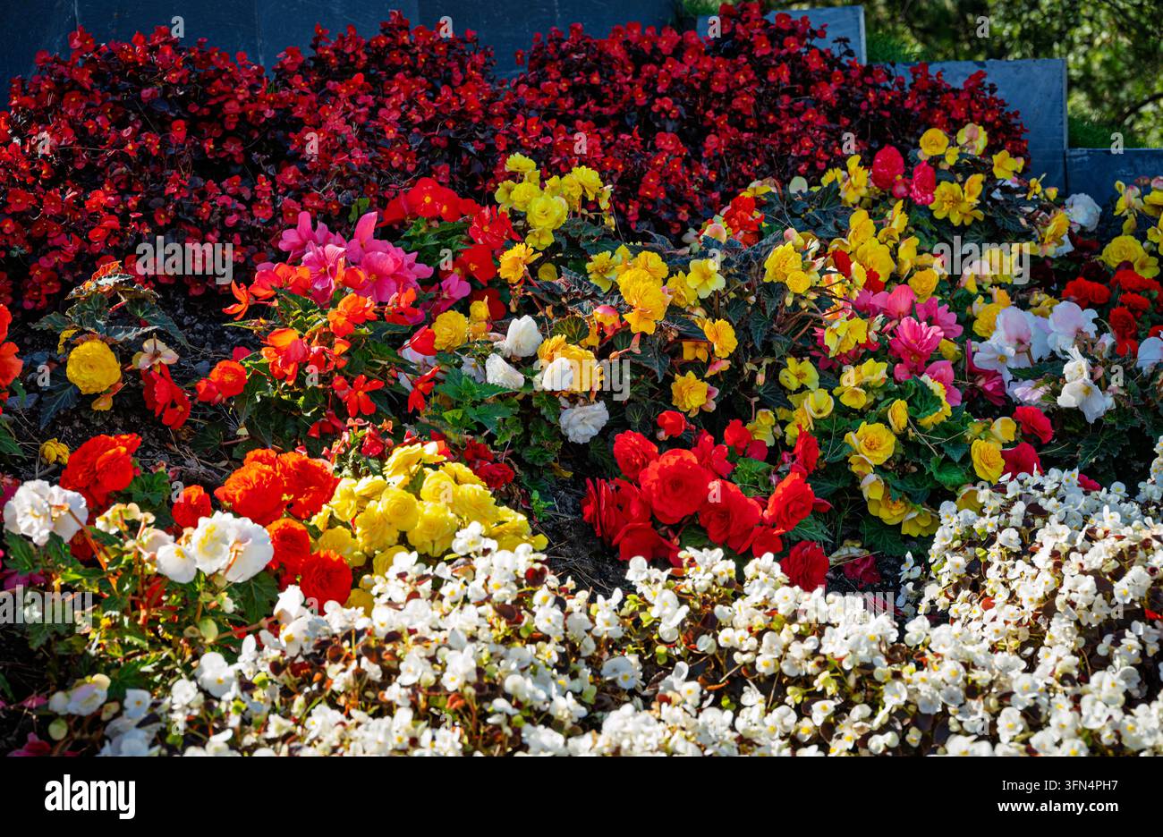 Ein dicht bepflanztes Begonienbeet zeigt rote, gelbe, rosa und weiße Blüten in Wales; der genaue Standort ist nicht bestätigt. Stockfoto