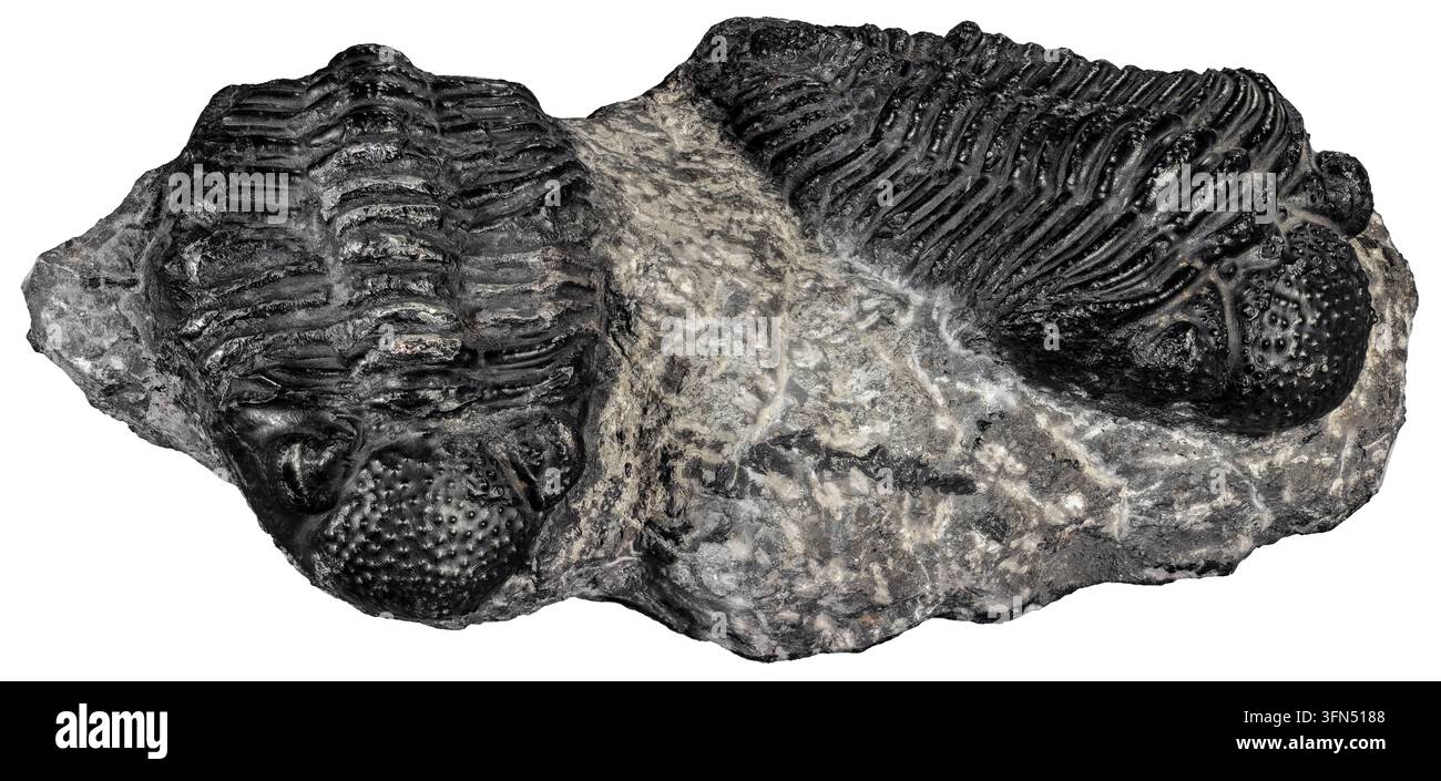 Marokko ist weltberühmt für seine außergewöhnlich gut erhaltenen fossilen Trilobiten, insbesondere Exemplare aus dem Devon des Paläozoikums. Stockfoto