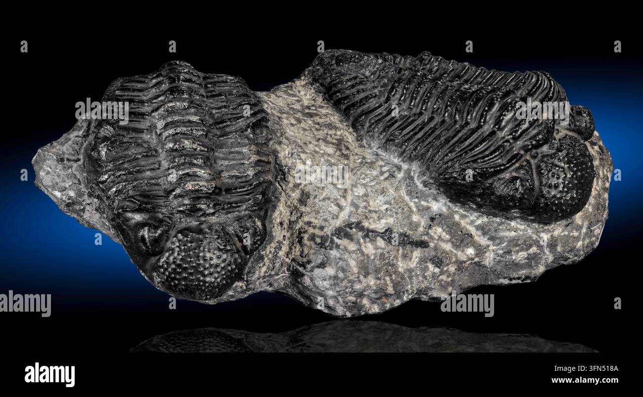 Marokko ist weltberühmt für seine außergewöhnlich gut erhaltenen fossilen Trilobiten, insbesondere Exemplare aus dem Devon des Paläozoikums. Stockfoto