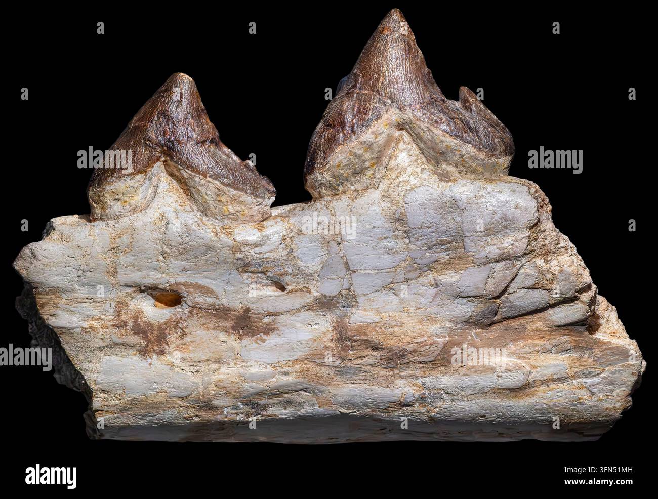 Pappocetus lugardi war ein ausgestorbener früher Wal aus dem mittleren Eozän, vor etwa 46–40 Millionen Jahren. Stockfoto