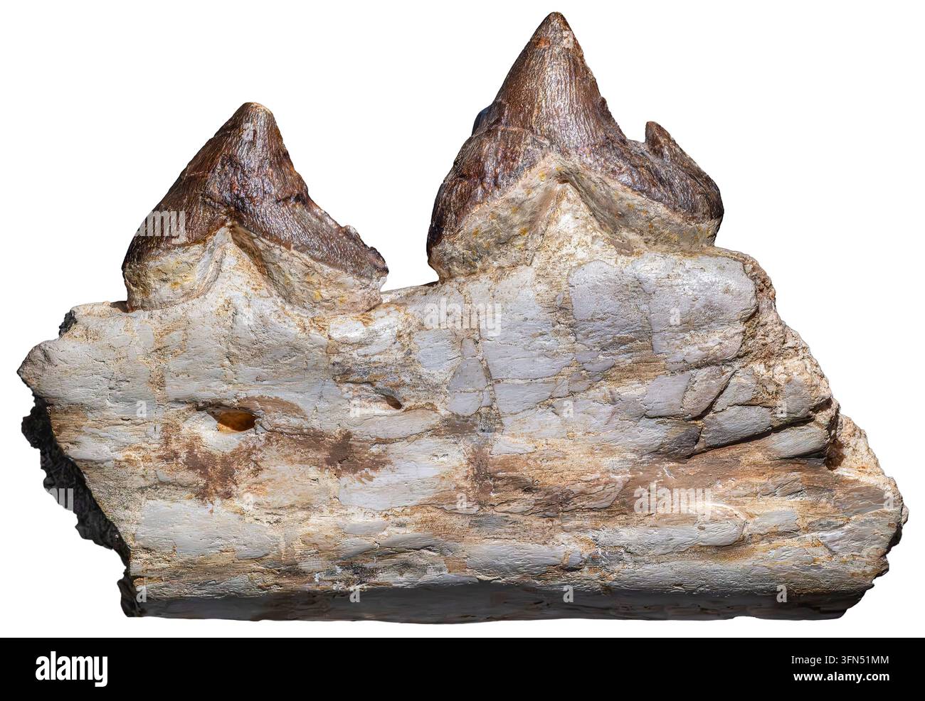 Pappocetus lugardi war ein ausgestorbener früher Wal aus dem mittleren Eozän, vor etwa 46–40 Millionen Jahren. Stockfoto