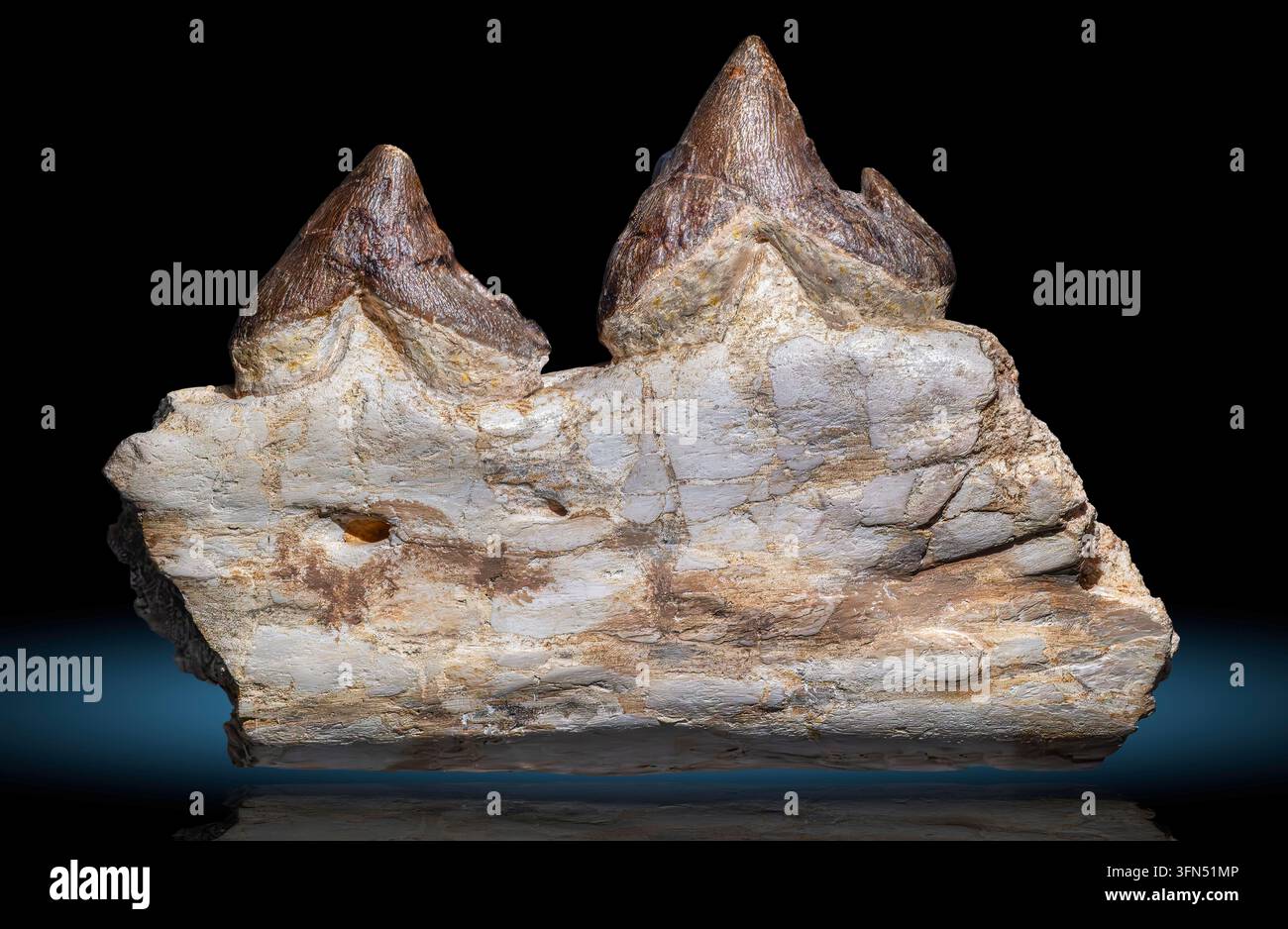 Pappocetus lugardi war ein ausgestorbener früher Wal aus dem mittleren Eozän, vor etwa 46–40 Millionen Jahren. Stockfoto