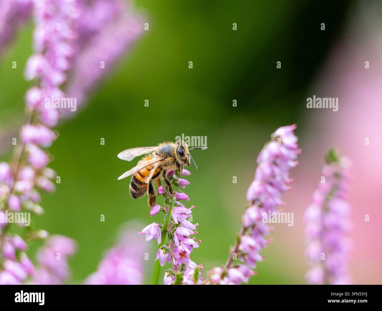 Hintergrund mit einer Biene, die auf einer violetten Heide sitzt Stockfoto