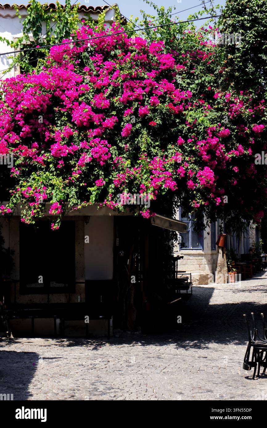 Lebendige rosa Bougainvillea blüht über einem schattigen Eingang in der Türkei Stockfoto