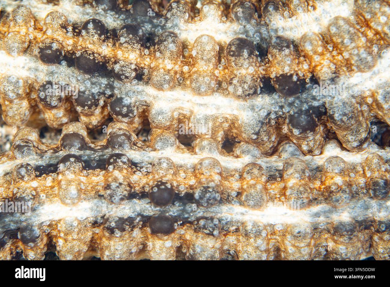 Detail einer Löwenpfoten-Seegurke, Euapta Godeffroyi, auf einem Korallenriff in Indonesien. Dieser seltsame, wurmähnliche Stachelhaut kann bis zu 4 Fuß lang werden. Stockfoto