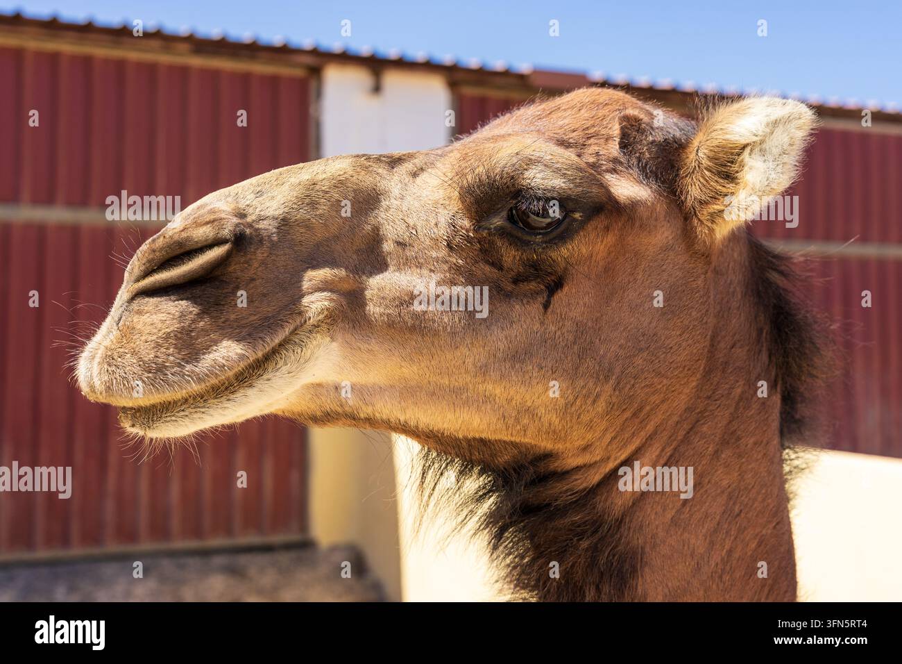 Nahaufnahme eines Kamelkopfs mit detailliertem Fell und Auge auf einem Bauernhof in Fuerteventura, Kanarische Inseln, Spanien. Stockfoto