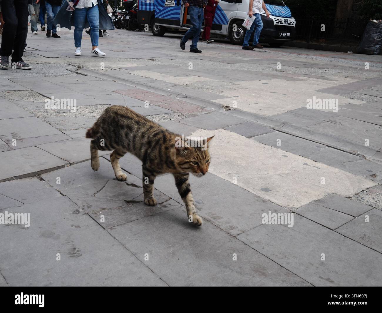 Eine streunende Katze schreitet durch die Menschenmassen in Karaköy, Istanbul Stockfoto