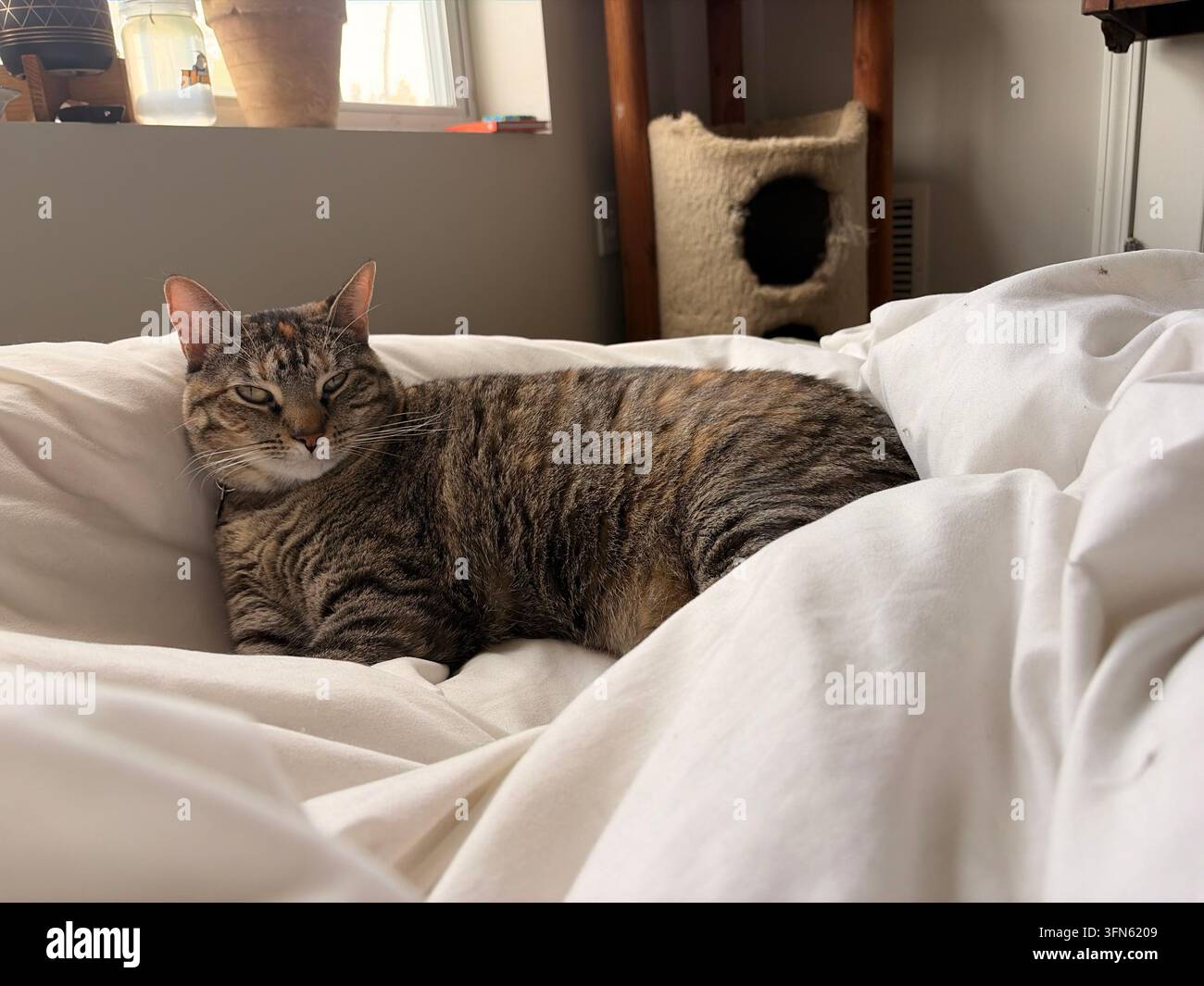 Tabby-Katze liegt auf dem Bett - Smartphone-aufgenommenes Stockfoto