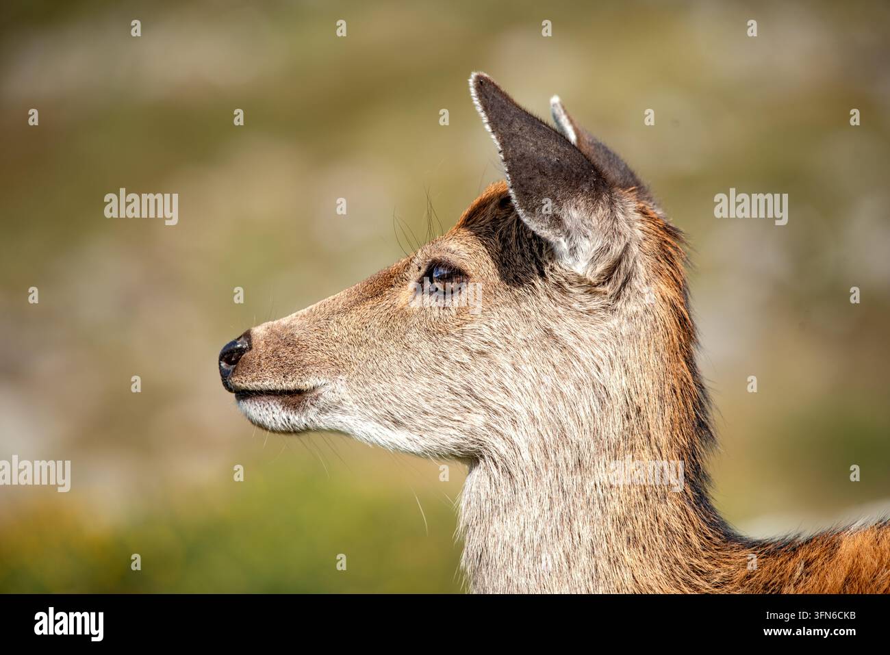 Eine Nahaufnahme eines Sika-Hirsches, aufgenommen in den Glendalough-Bergen in Wicklow. Stockfoto