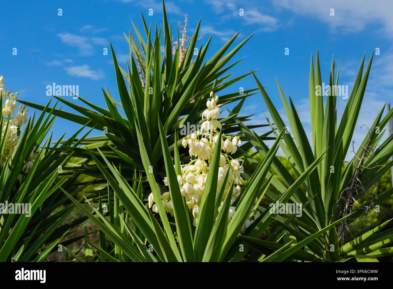 Yucca-Pflanze mit langen, stacheligen grünen Blättern und Büscheln weißer glockenförmiger Blüten, die im Freien unter hellem Sonnenlicht wachsen Stockfoto