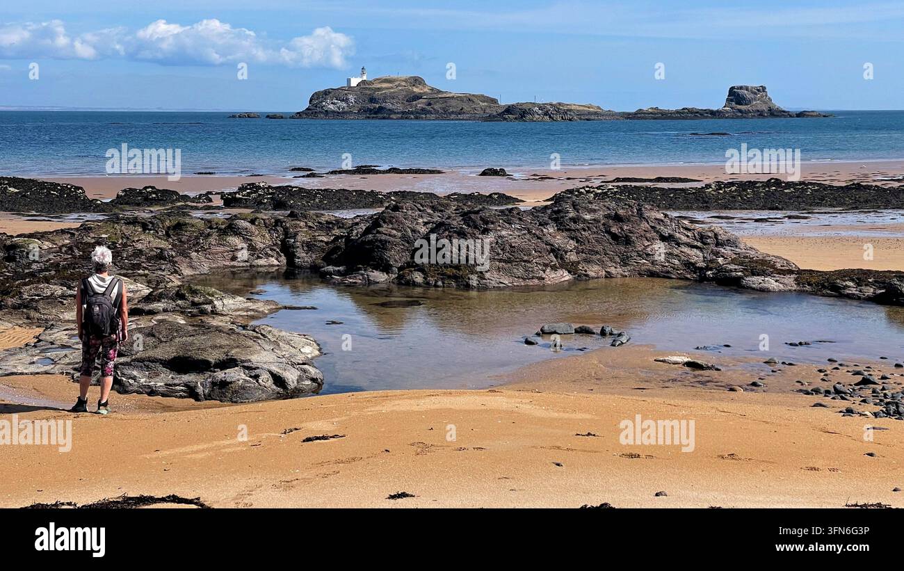 Frau Walker am Yellowcraig-Strand mit Blick auf den Fidra-Leuchtturm in der Forth-Mündung an einem schönen Tag mit blauem Himmel, East Lothian, Schottland - Smartphone-aufgenommenes Stockfoto