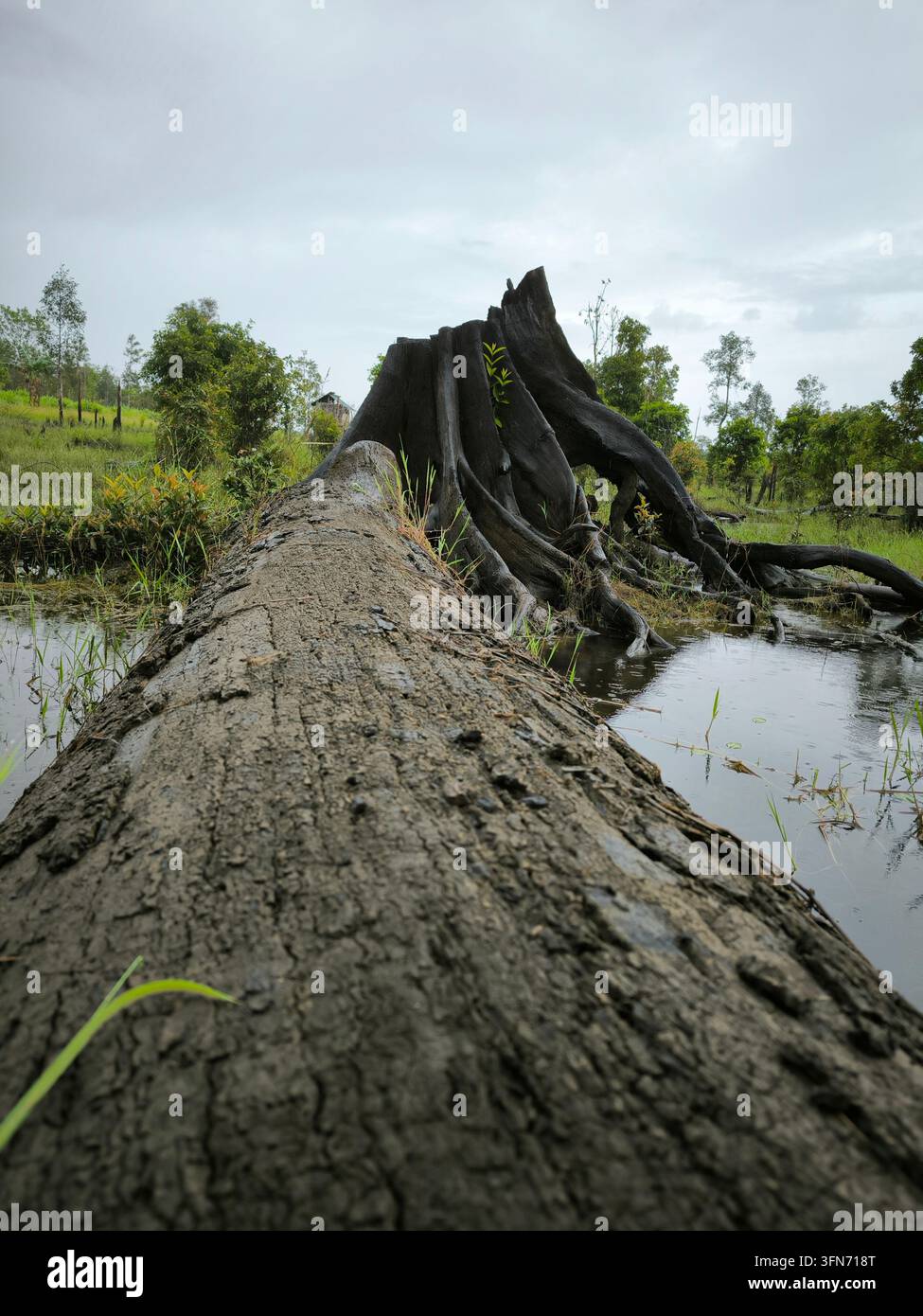 Ein großer toter Eisenholzstamm und ein riesiger Wurzelstumpf, die über ein Feuchtgebiet in einer ländlichen Gegend von Zentral-Kalimantan, Indonesien, liegen. Stockfoto
