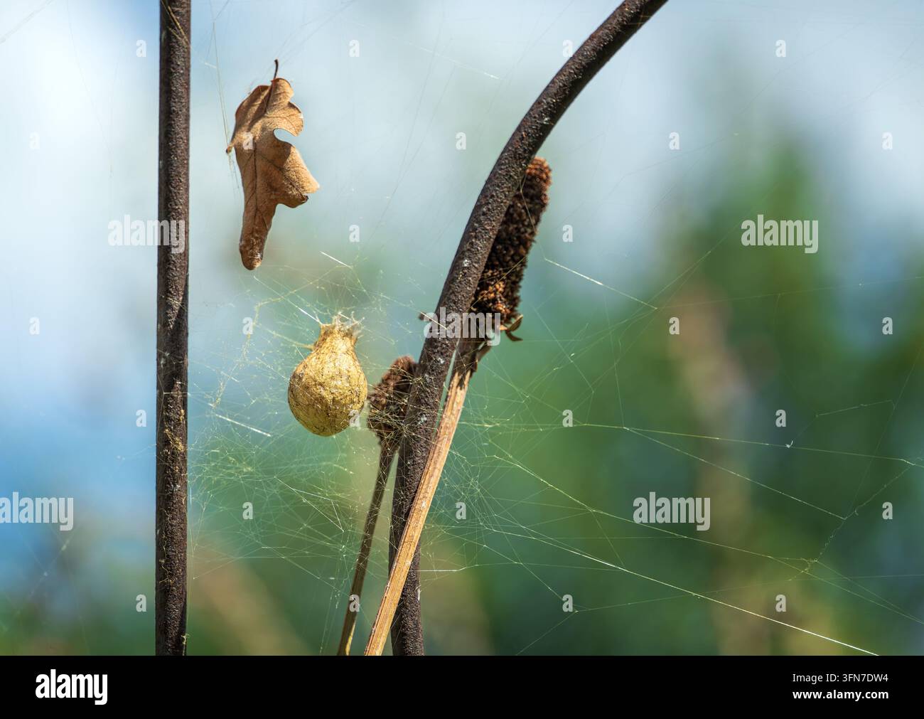 Eierkokon der gelben Gartenspinnen, der im Herbstgarten im Spinnennetz hängt Stockfoto