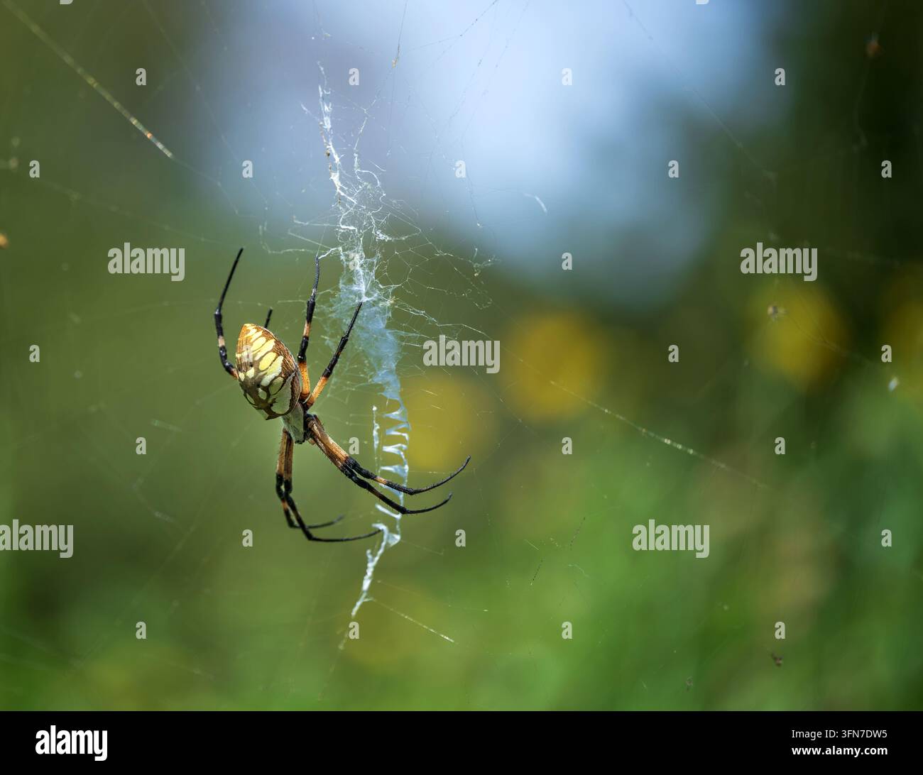 Gelbe Gartenspinn (Argiope aurantia) im zickzackförmigen Netz. Natürlicher Naturhintergrund. Nahaufnahme. Kopierraum. Stockfoto