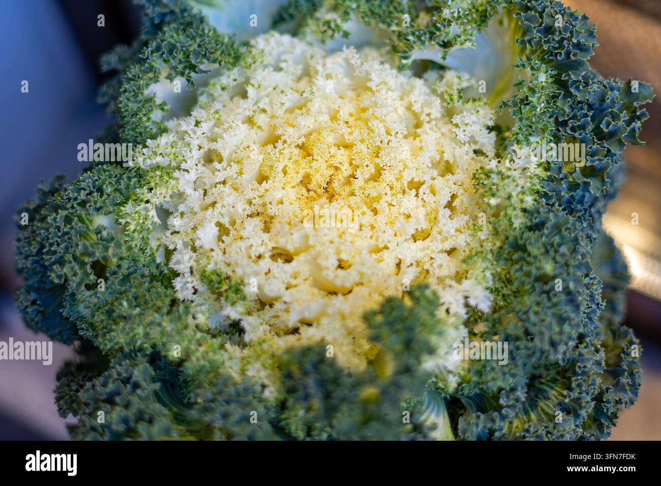 Nahaufnahme von Zierblumenkohl mit cremeweißer Mitte und lockigen grünen Blättern, detaillierte natürliche Textur von Zierkohl Stockfoto