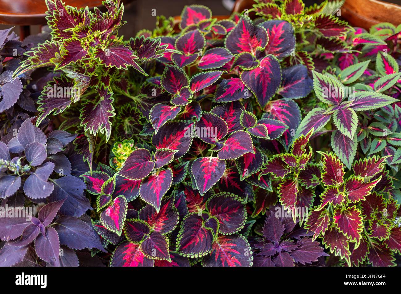 Lebendige Coleus-Pflanzen mit farbenfrohem rotem, violettem und grünem Laub, dekorative tropische Blätter, die ein reichhaltiges natürliches botanisches Muster bilden. Stockfoto